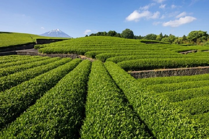 Плантация японского чая