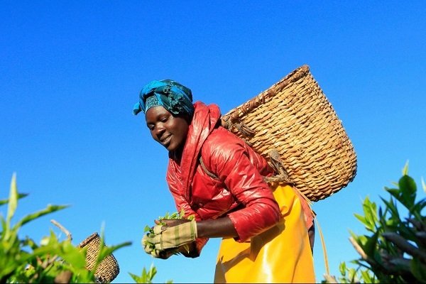 Кенийская женщина собирает чайные листья