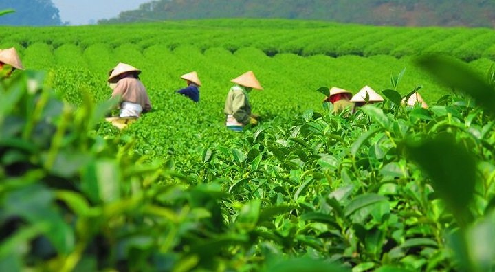 Плантация чая в Китае