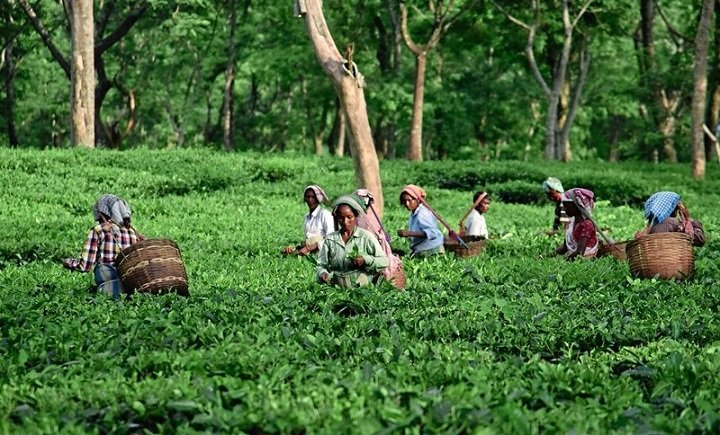Чайная плантация в Индиии