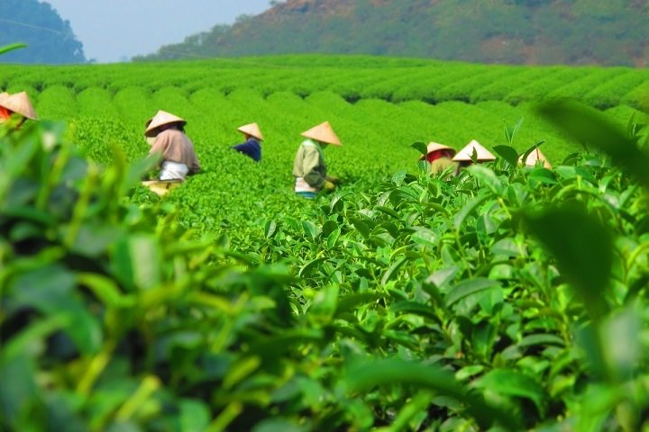 Плантация чая во Вьетнаме